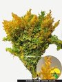 Acacia Gold Leef